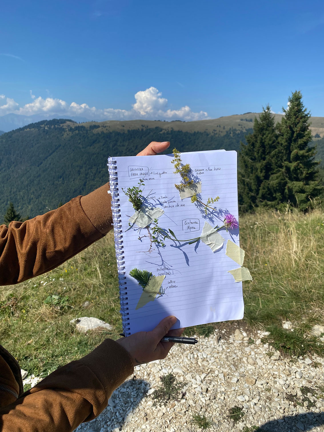 Masterclass 2021 - Botanica della flora alpina